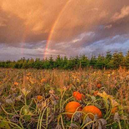 Pumpkins and a rainbow