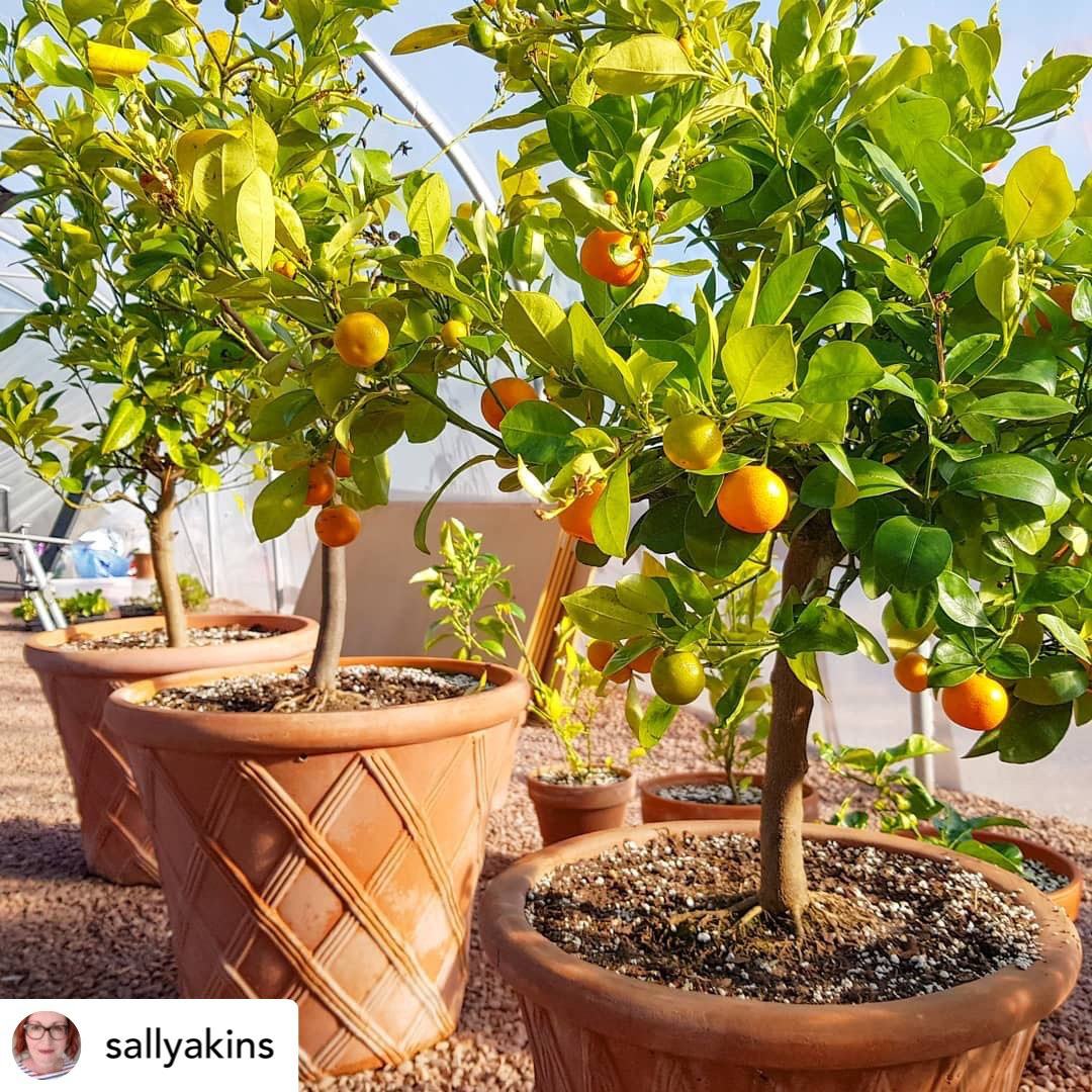 A row of orange trees. Credit: Sally Akins.